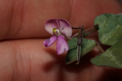 Phaseolus filiformis