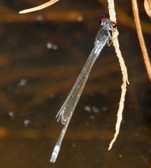 Pseudagrion hamoni