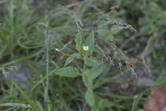 Epilobium