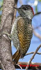 Campethera abingoni abingoni