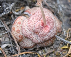 Crassula hemisphaerica