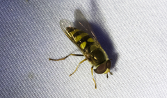 Eupeodes latifasciatus