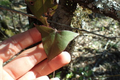 Senecio macroglossus