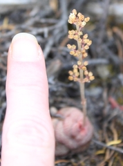 Crassula hemisphaerica