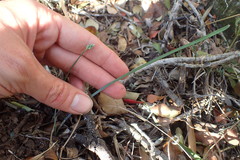 Ornithogalum anguinum