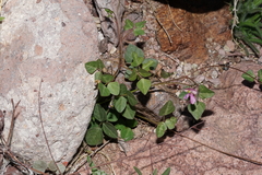 Phaseolus filiformis