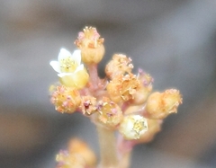 Crassula hemisphaerica