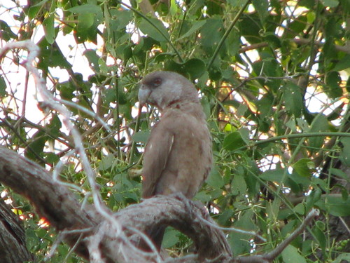 Poicephalus rueppellii