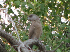 Poicephalus rueppellii