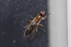 Clusiidae