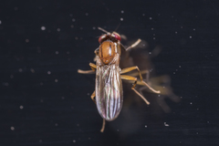 Clusiidae