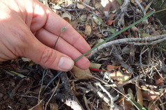 Ornithogalum anguinum
