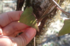 Senecio macroglossus