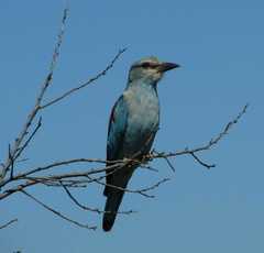 Coracias garrulus garrulus