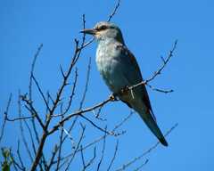 Coracias garrulus garrulus