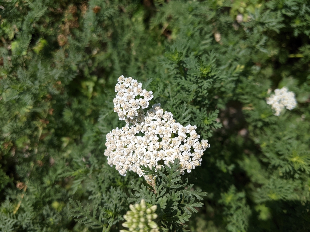 Milenrama ligustica
