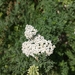 Southern Yarrow - Photo (c) bemma, some rights reserved (CC BY), uploaded by bemma