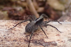 Pardosa saltans
