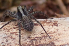 Pardosa saltans