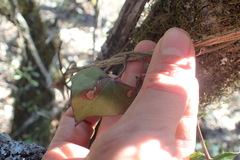 Senecio macroglossus