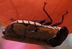 Oncometopia rufipennis