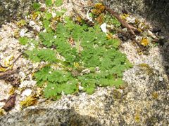 Erodium maritimum