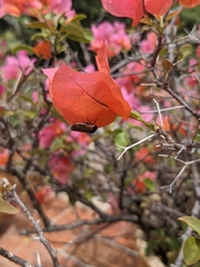 Oncometopia rufipennis