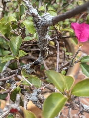 Oncometopia rufipennis