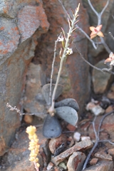 Adromischus maculatus