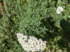 Achillea ligustica