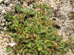 Erodium maritimum