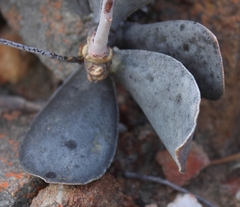 Adromischus maculatus