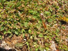 Erodium maritimum