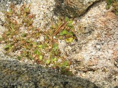 Erodium maritimum