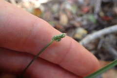 Ornithogalum anguinum