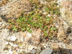 Erodium maritimum