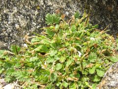 Erodium maritimum