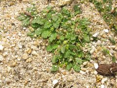 Erodium maritimum