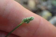 Ornithogalum anguinum