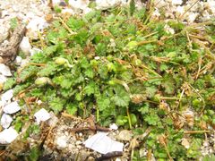 Erodium maritimum