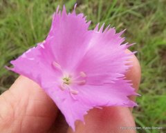 Dianthus zeyheri