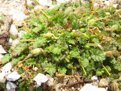 Erodium maritimum