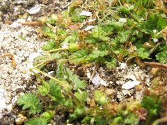 Erodium maritimum