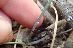 Ornithogalum anguinum