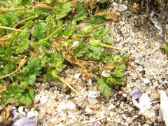 Erodium maritimum