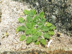 Erodium maritimum
