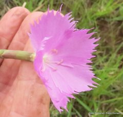 Dianthus zeyheri