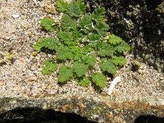 Erodium maritimum