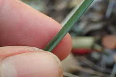 Ornithogalum anguinum