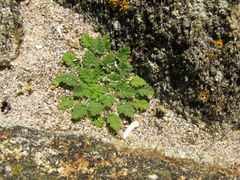 Erodium maritimum